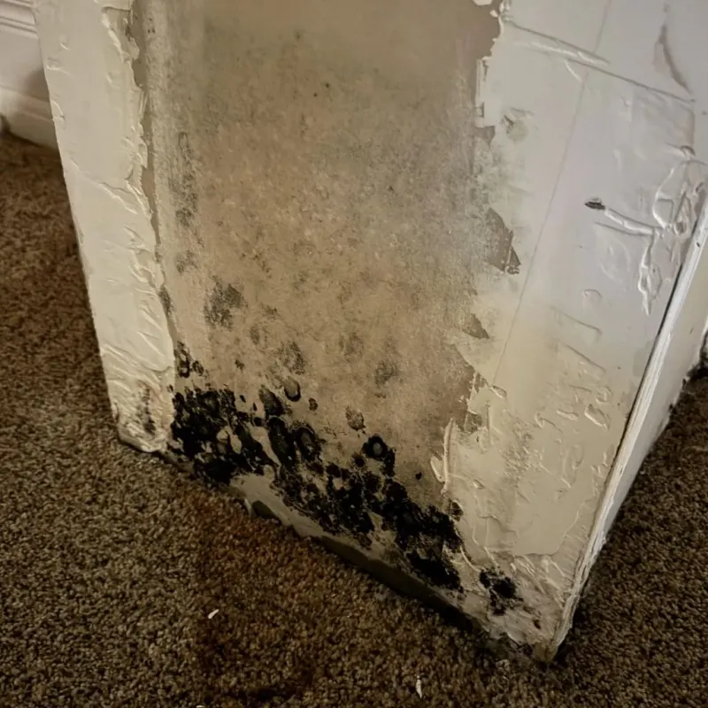 Professional Mold Removal in Lorena, TX